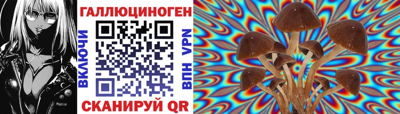 купить наркотики цена  площадка состав  мега онион  Галлюциногенные грибы Psilocybe  Шилка 